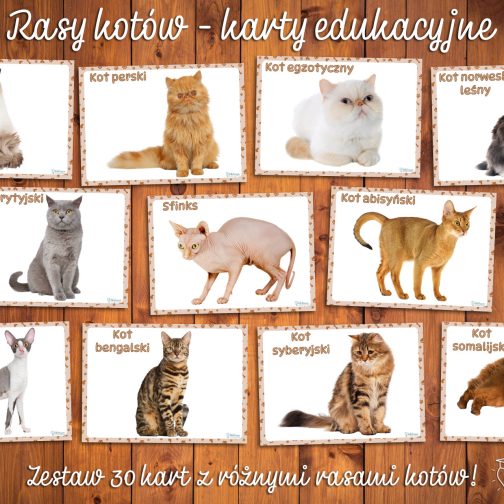 Koty rasowe - karty edukacyjne nr 2